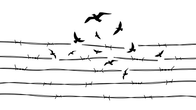 Birds breaking free of multiple line of barbed wire as black white contrast image