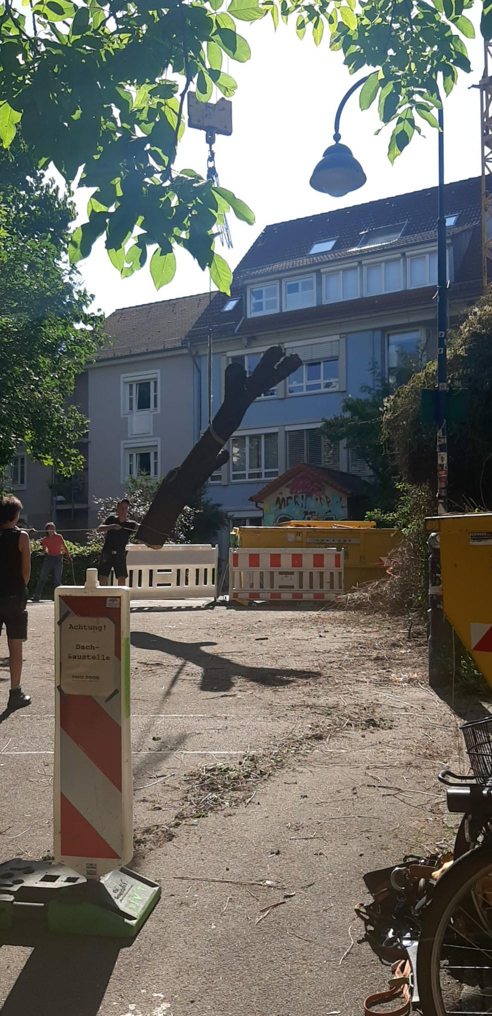 Kran lupft ein 4 Meter Stück von dem alten Baum auf die Straße