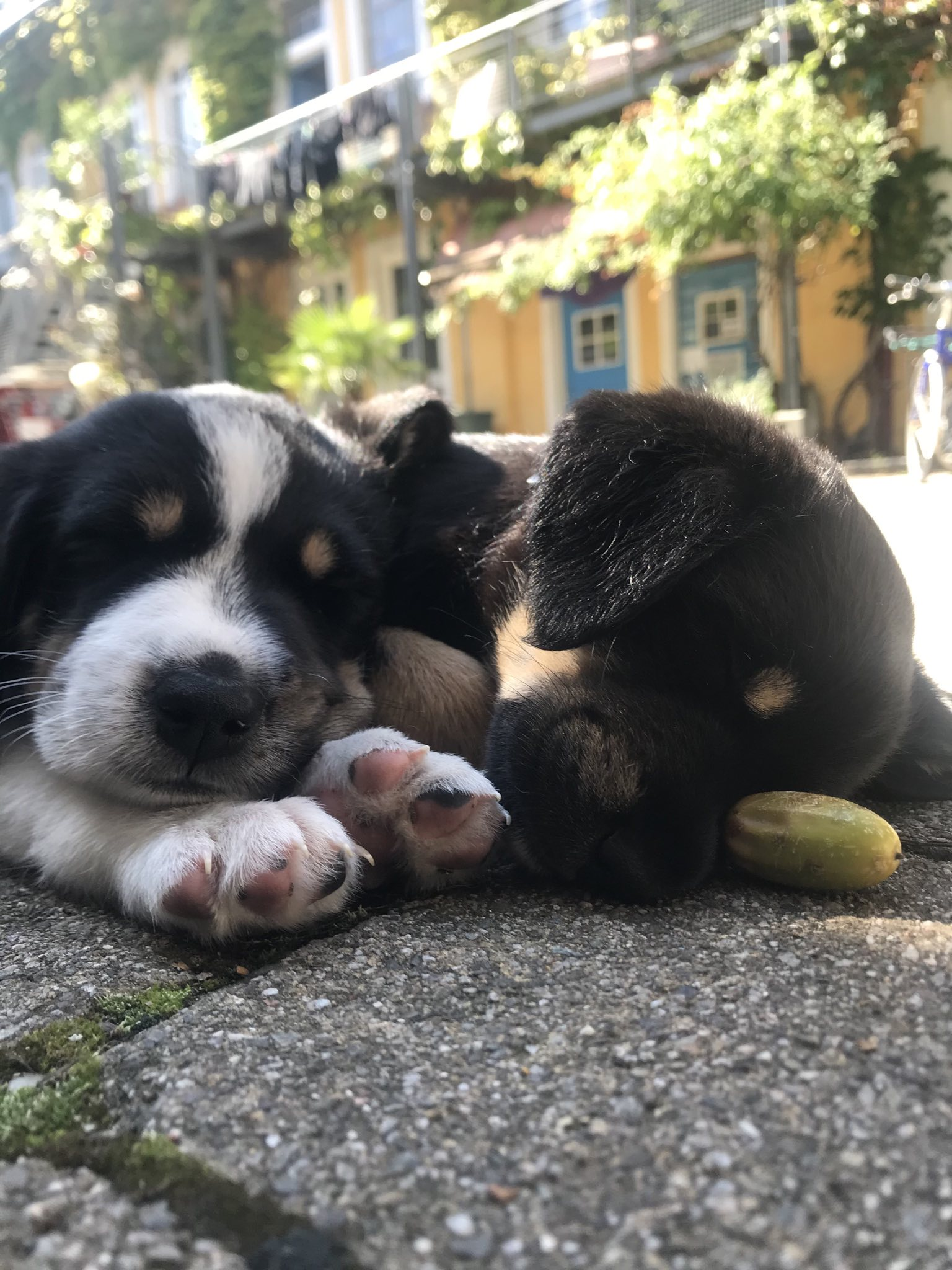 Foto von Hundewelpen wie sie im Schatten im großen Grether Innenhof chillen